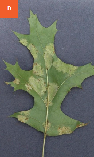 Gray-green areas of blisters are visible on the lower surface of an oak leaf.
