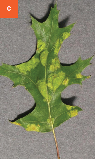 Blisters are visible on the upper surface of an oak leaf.