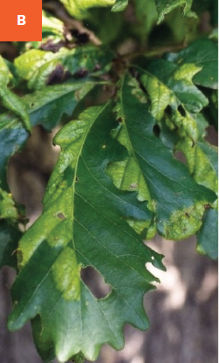 Large areas of oak leaves are showing signs of oak leaf blister disease.