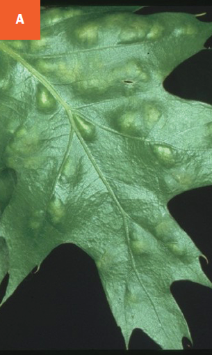 Young, green blisters are visible on the leaf of an oak tree after infection.
