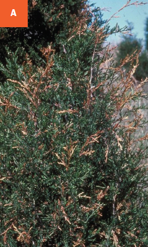 The tips of a juniper shrub are showing browning.