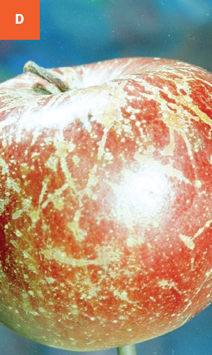 This photo shows russeting on an apple fruit due to powdery mildew infection.