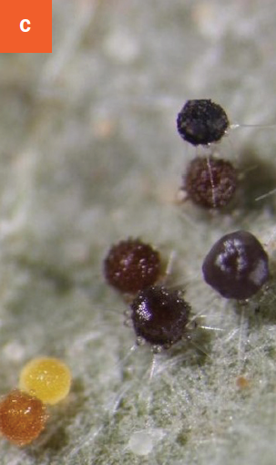 Close-up of young (light colored) and mature (dark colored) cleistothecia.