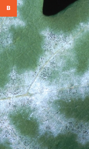 White mycelium and dark, round fruiting structures (cleistothecia) of powdery mildew are visible on an oak leaf.