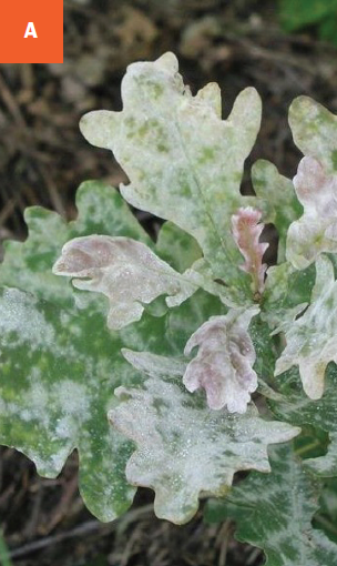 Multiple leaves on an oak tree are covered with white powdery mildew.