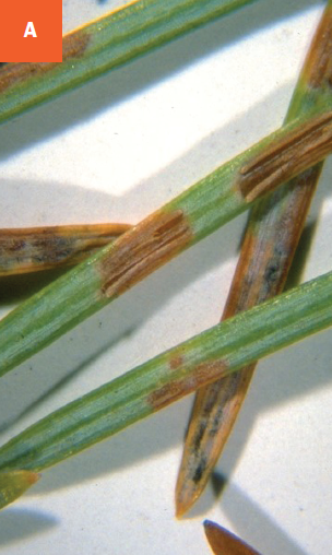 Needles on a Douglas-fir are showing browning due to rhabdocline needle cast infection.