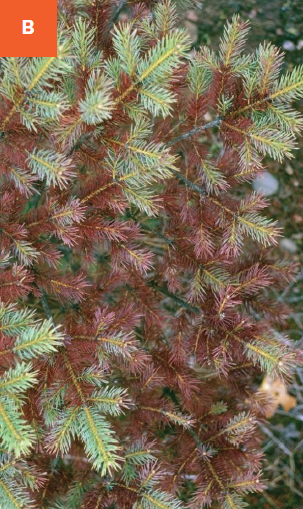 This photo shows the bronze-brown colored older, inner needles of a spruce tree infected with rhizosphaera needle cast disease.