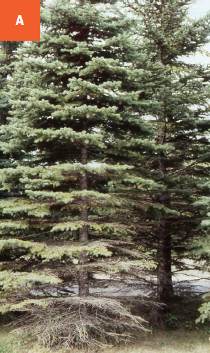 A spruce tree affected by rhizosphaera needle cast disease is showing browning needles and bare branches where needles have been dropped.