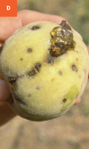 This photo shows spots and gumming on an infected fruit.