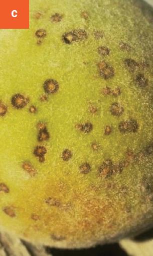 This photo shows that shothole disease causes spots on infected fruits.