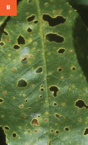 A close-up of brown leaf spots and shot holes on leaves following infection.