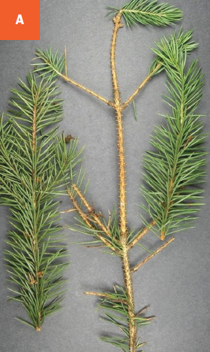 Spruce tree branches are showing symptoms of stigmina needle cast disease.
