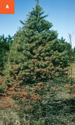 This photo shows a spruce tree with browning needles and bare branches due to needle cast disease.