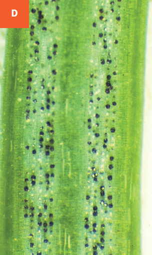 A close-up photo of dark fruiting structures emerging out of the stomata of infected needles.