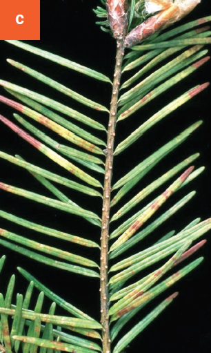 Brown spots and yellowing of infected needles of a Douglas-fir due to swiss needle cast infection.