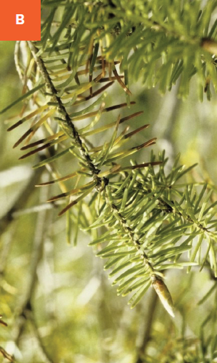 A close-up of discolored, infected needles on a Douglas-fir.