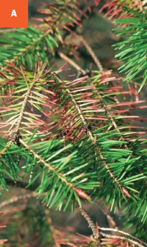 This photo shows the browning of older needles on a Douglas-fir. 