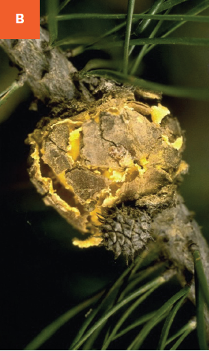 Bright yellow to orange spores are emerging from a Western gall rust gall.