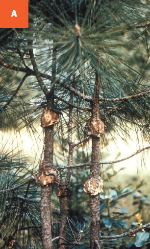 Young galls are visible on the stem of pine trees.