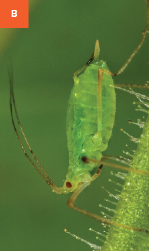 Close up of a green peach aphid on a leaf.