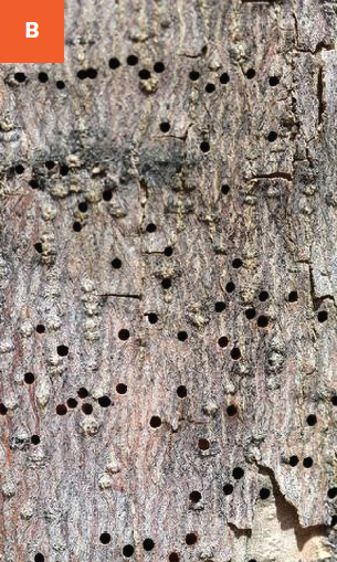 Several beetle exit holes on the trunk.