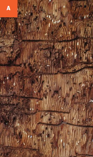 Ash bark beetle galleries under the bark.
