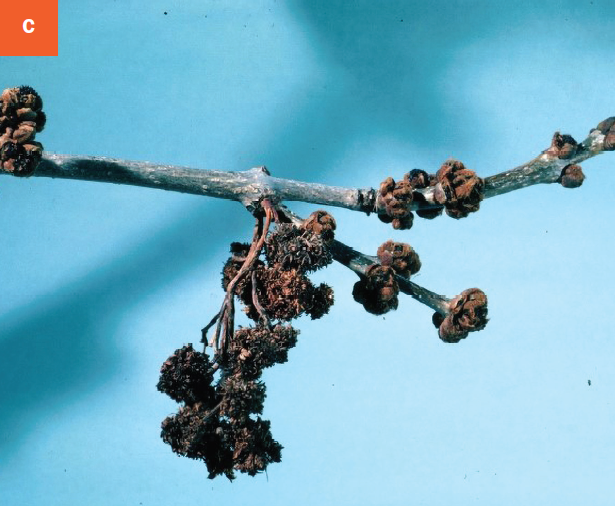 Late-season galls from ash flower gall mite.