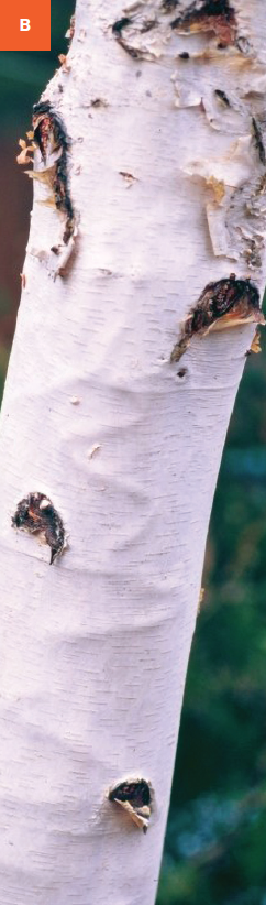 Serpentine-like galleries and raised ridges on the trunk of a birch from bronze birch borer infestations. 