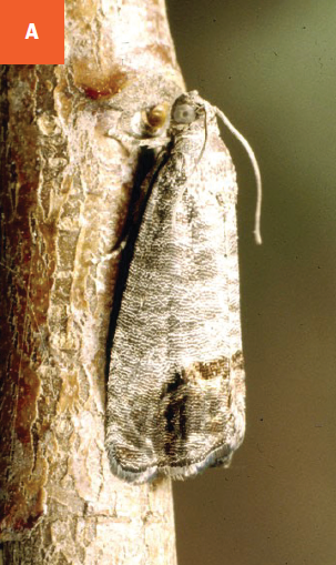 Codling moth adult resting on a stem.