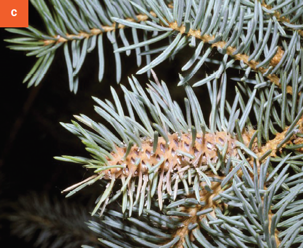 Developing galls on a spruce tree.