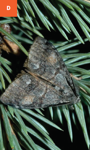 Douglas-fir tussock moth adult on the needles.