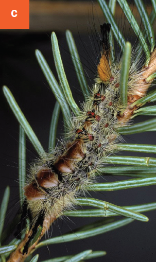 Douglas-fir tussock moth caterpillar displayed on needles. 