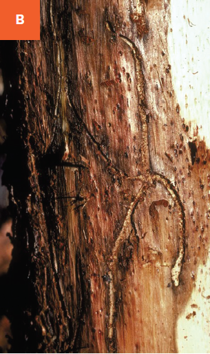 Galleries from Ips beetles shown underneath the bark.