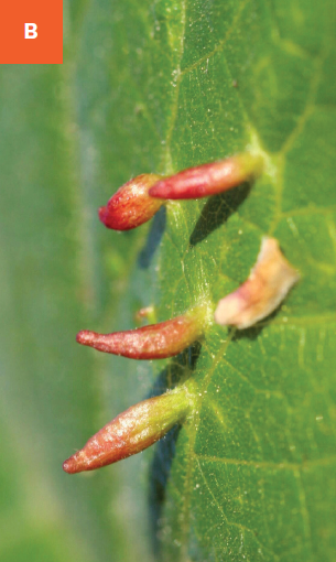 Finger-like galls on linden caused by eriophyid mites.