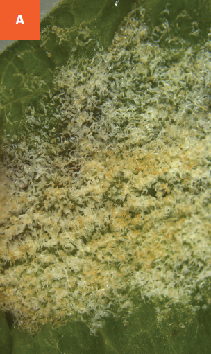 Erinea galls on Viburnum caused by eriophyid mite infestations.
