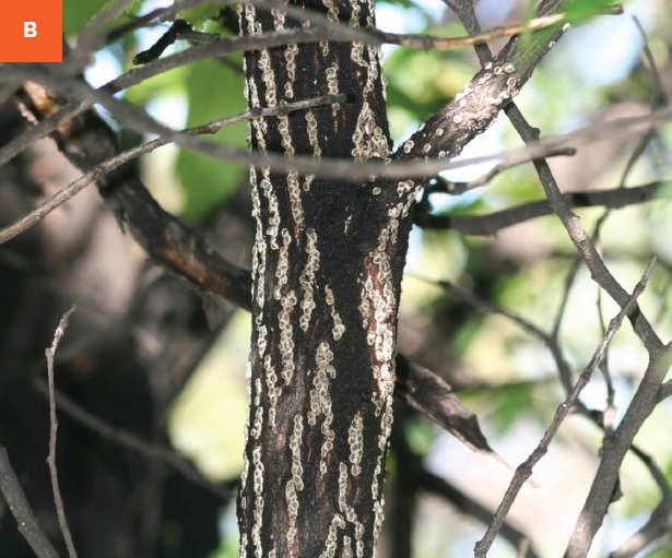 European elm scale infestations shown on the bark of an elm tree.