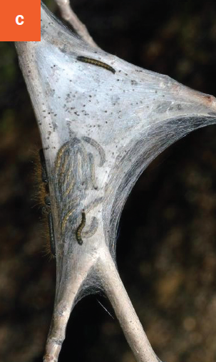 Up-close picture of the tent from the caterpillars on a branch.