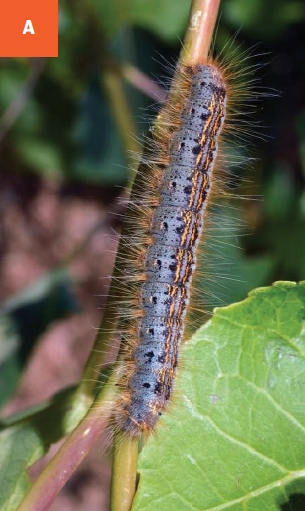 Western tent caterpillar shown on a stem.