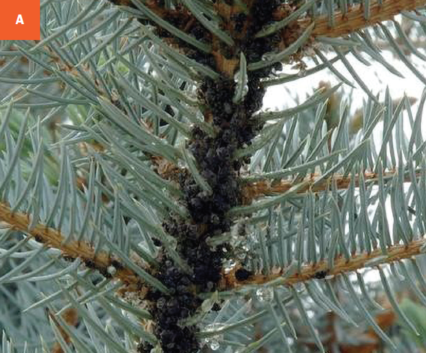 Giant conifer aphids clustering at the base of needles on a spruce tree.