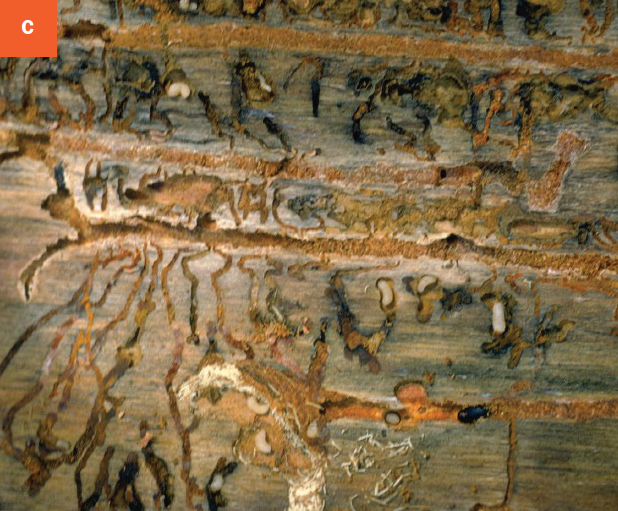 Galleries underneath the bark from mountain pine beetle infestations.