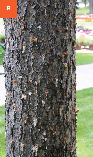 Pitch tubes on the trunk of a pine tree from mountain pine beetle infestations.