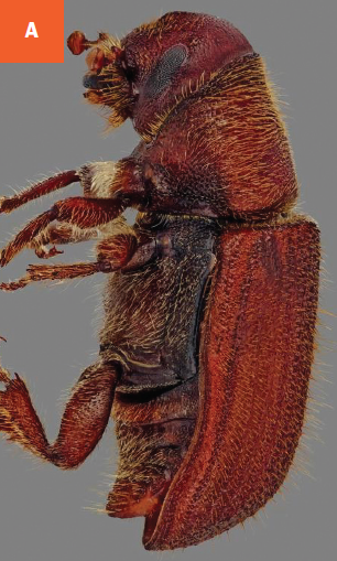 Mountain pine beetle adult.