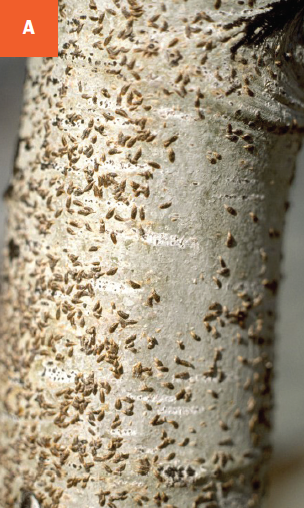 Scale infestation on the trunk of an aspen tree.