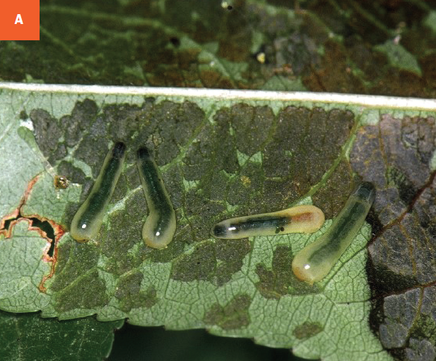 Pearslug larvae on leaf.