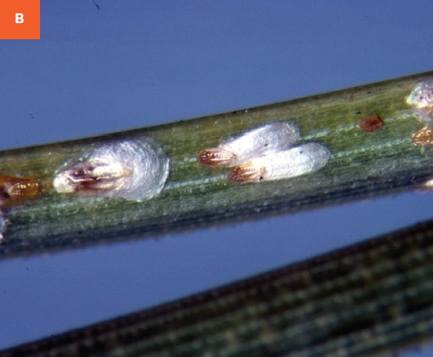 Up-close picture of pine needle scale adults on a needle. 