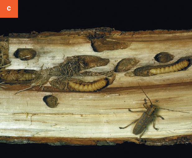 Multiple stages of the poplar borer under the bark.