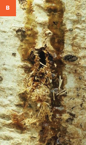 Frass from poplar borer infestations shown on the trunk. 