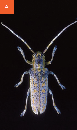 Poplar borer adult.