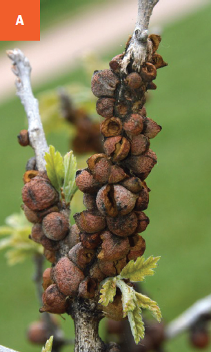 Rough bulletgall wasp galls clustered together on an oak branch. 