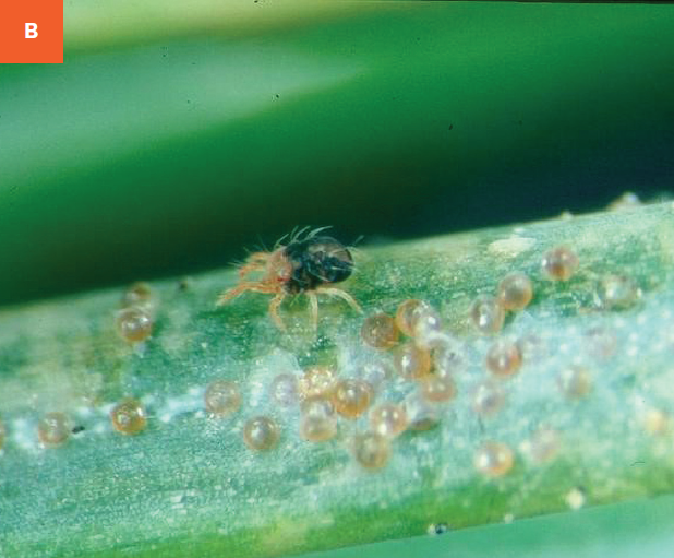 Adult spruce spider mite shown on a needle. 